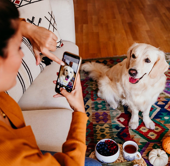 A woman uses her cell phone to photograph a labrador retriever 